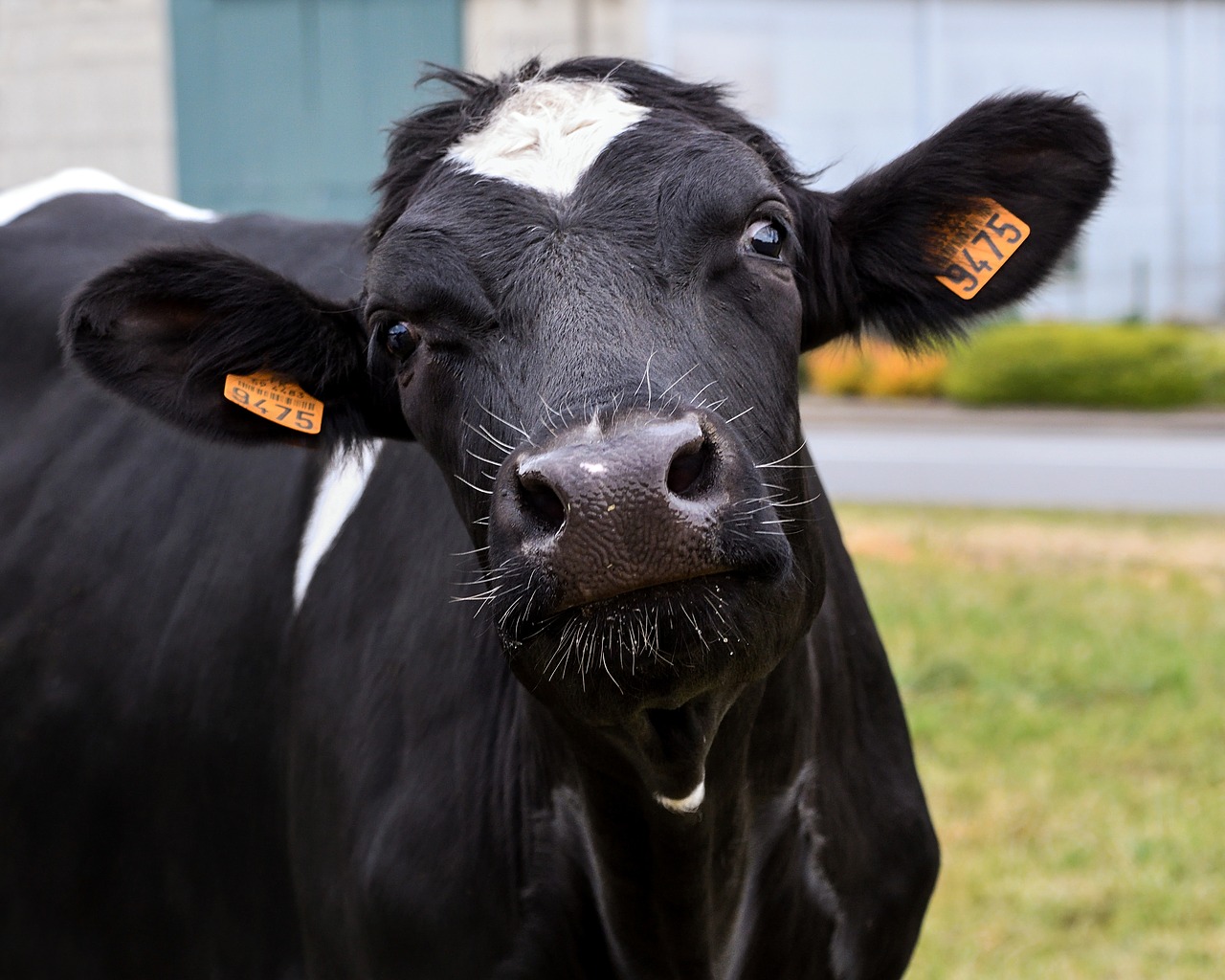 Czym jest melasa dla krów i kiedy warto po nią sięgnąć?